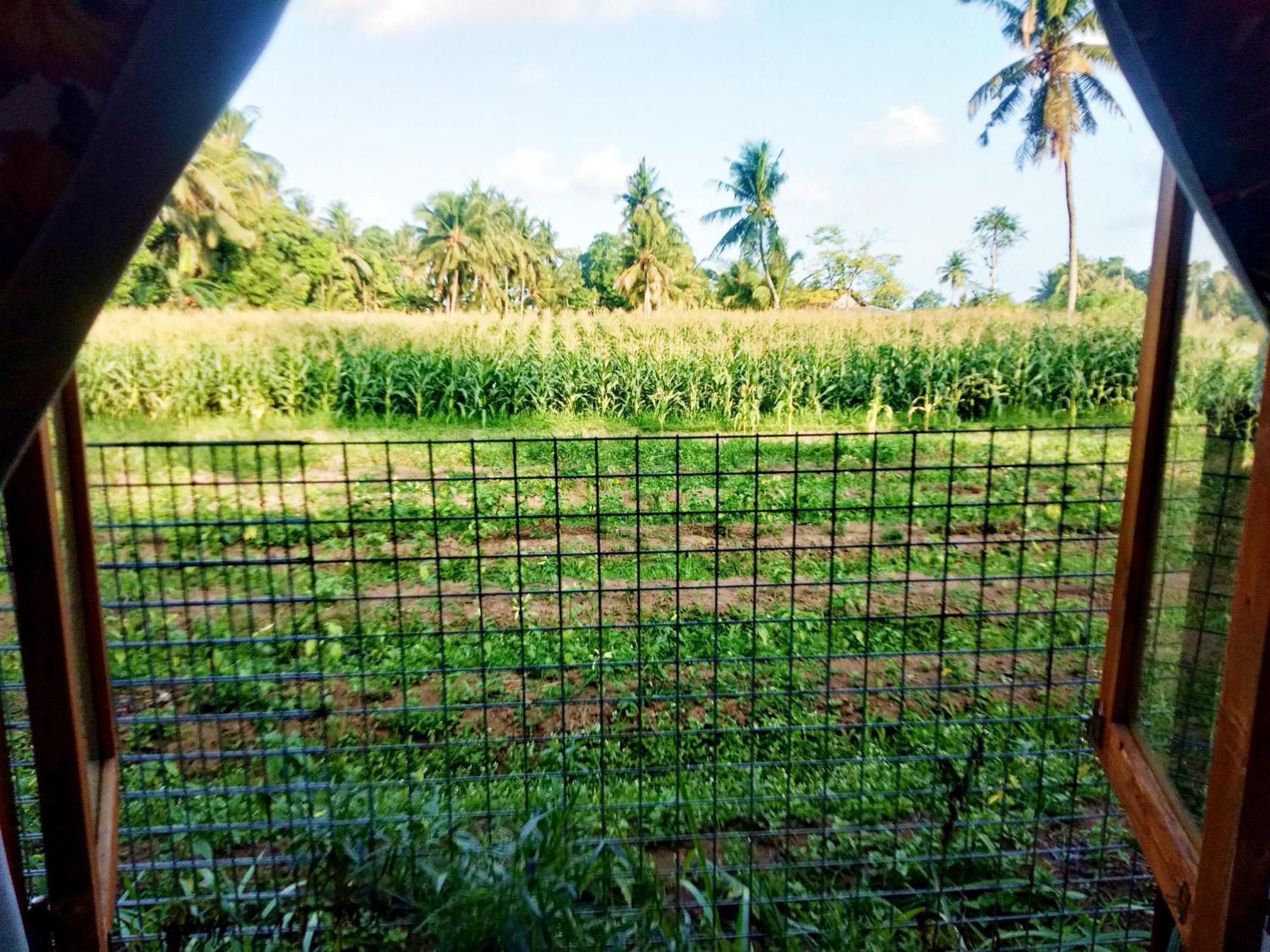 Wooden Kemiren Homestay Banyuwangi บันยูวังงี ภายนอก รูปภาพ